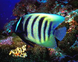 Are the stars out tonight? 6 bar angelfish in Australia's... by Michael Canzoniero 